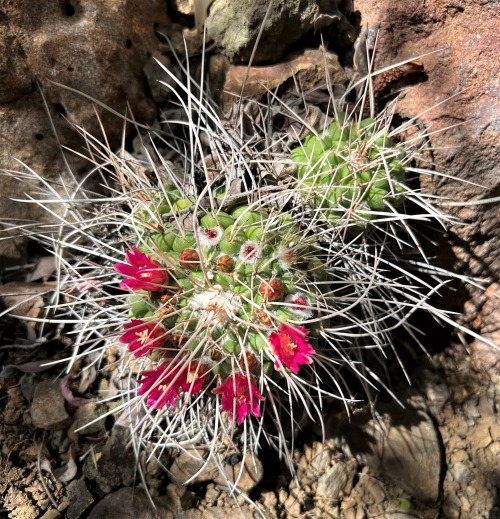 Mammillaria compressaMammillaria is a very large genus in the Cactus Family, with many species sport