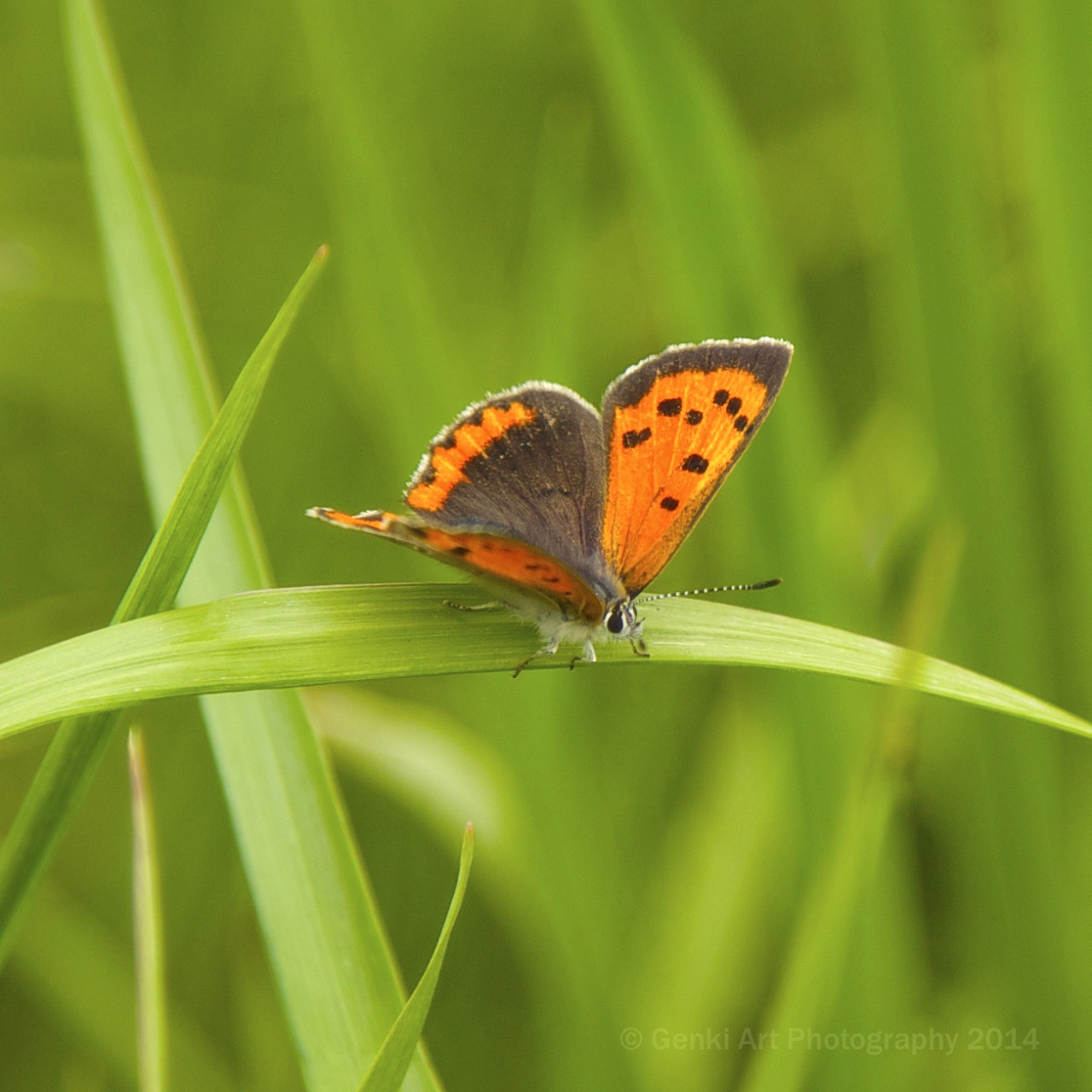 <p><b>Photography: Controlling depth of field (DOF) is an important part of creating composition.</b><br/><br/>This <a href="https://www.youtube.com/watch?v=34jkJoN8qOI"><b>video</b></a> posted by Dylan Bennett does a great job explaining – “what depth of field is, how it works, and how to control it.”</p>