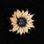 carnationsaremyfavoriteflower
