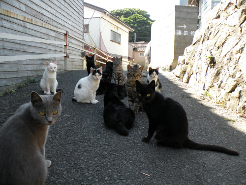 zay4ik:cat island