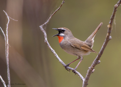 Siberian Rubythroat (Luscinia calliope) Өнгөлүүрт гургалдай by Purevsuren Tsolmonjav on Flickr.Via F