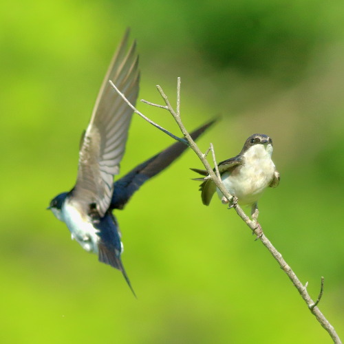 Swallows, mating. 
