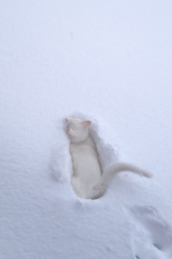 madisondenomme:  He watched the snow all