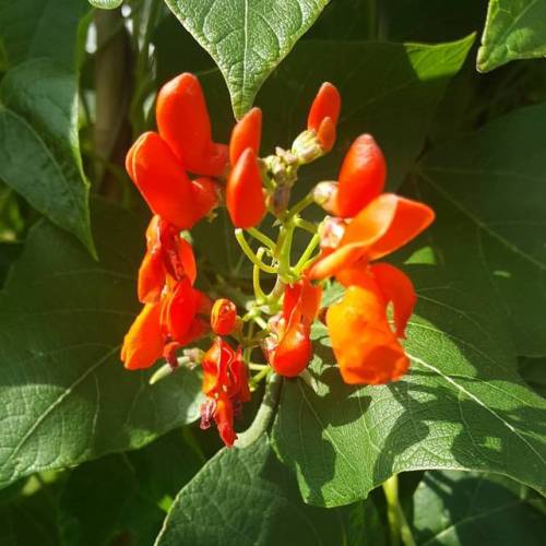 Beans @ Weymouth Dorset UK#noedit #flowers #flowerporn #flowermagic #flowerstagram #flowersofinsta