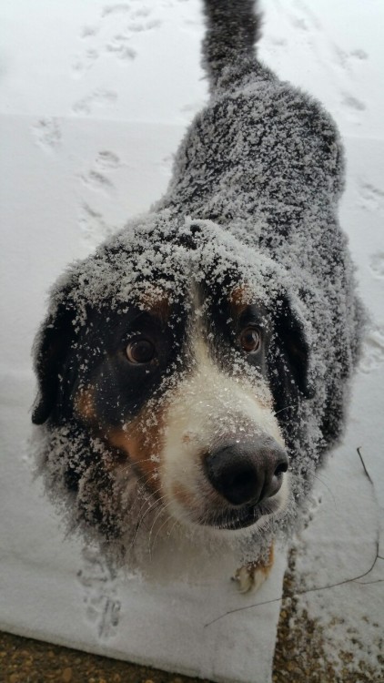 handsomedogs:  Jack, my 8 year old bernese mountain dog playing in the snow