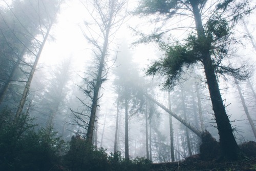 dpcphotography:In the thick of it 🌲☁️  D: