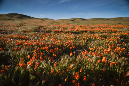 floralls: poppies. Antelope Valley Poppy Reserve, California by Anton Floquet