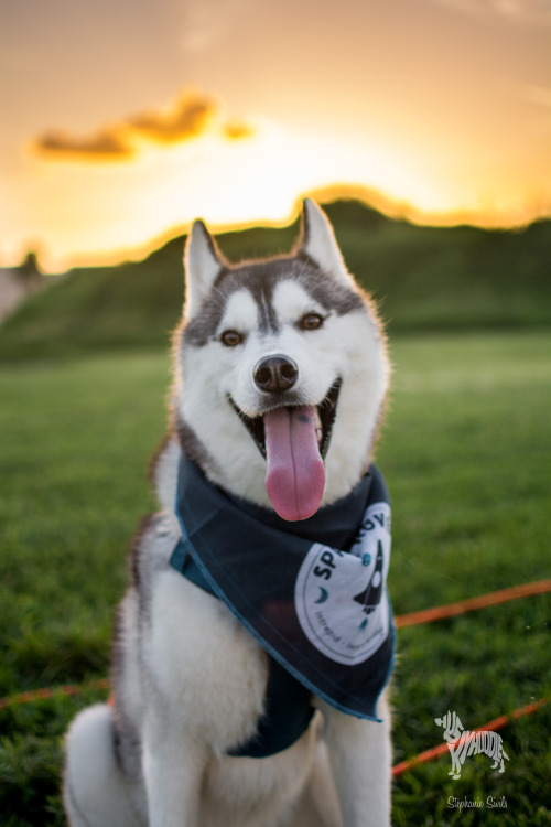 huskyhuddle: Sun Drunk Shepherds and Sibes Master Post for handsomedogs Sunray Sunday!!