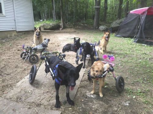 awesome-picz:Woman Adopts 6 Dogs With Special Needs And Now They’re All Living Their Best Lives.