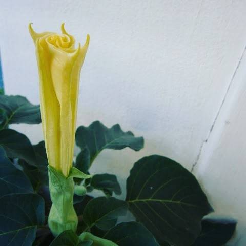 Datura flower!!!!!! #daturaplant #datura #plants #plantslover #plantslove #gardening #gardens #balco