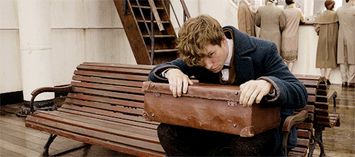 sophieturner:Fantastic Beasts and Where to Find Them (2016) dir. David Yates