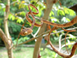 alrights:  sexhaver:  stunningpicture:  I’m not too fond of snakes, but I can’t seem to take the Blunthead Tree Snake seriously.  dont smoke weed kids  omg 