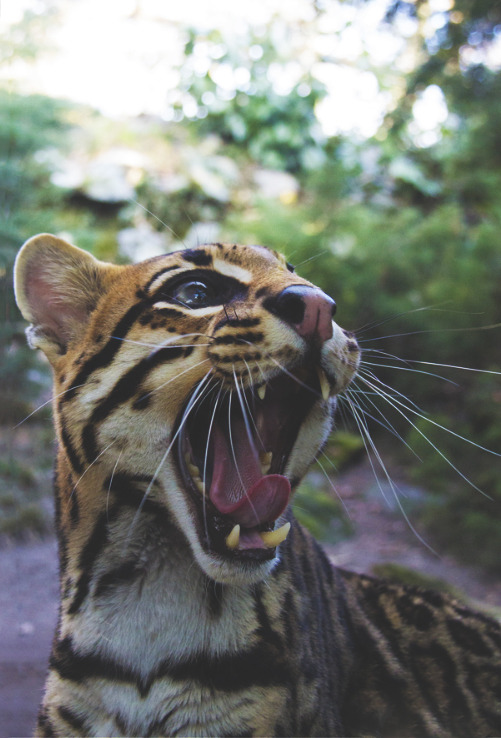 nature-madness:  Yawn Ocelot | Michela Botta 