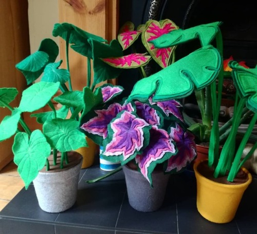 silentwalrus1:quietnighty:sosuperawesome:Felt Plants and CactiThe Little Egg Shop on EtsySee our #Et