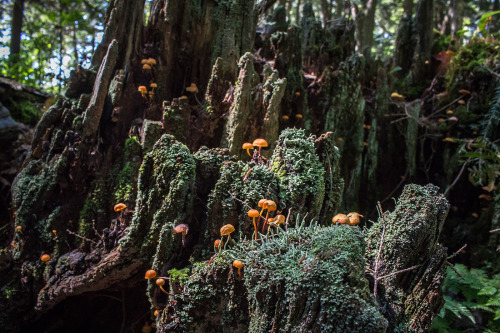 microcosmicobservations:Massive decomposing stump covered in Cladonia sp. lichen and mushrooms. I di