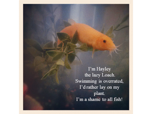 modestdemidov: robinistall: fish shaming [x] jesus christ i’ve been waiting for this