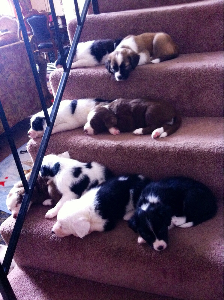 awwww-cute:  First time going down the stairs on their own. Apparently the trip was