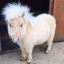 minihorseworld