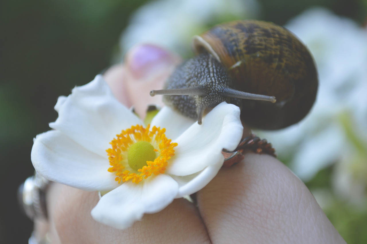 megarah-moon: A very pretty friend  🐌     ♡ Prints and more at my Society6  ♡
