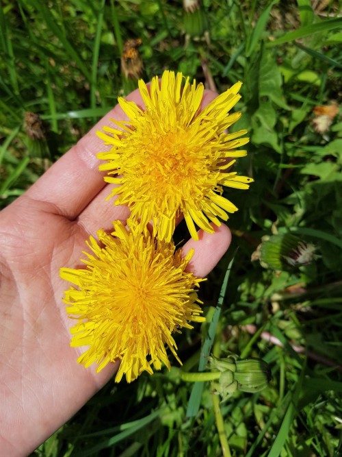 Dandelions at the orchard are unusually large this year.