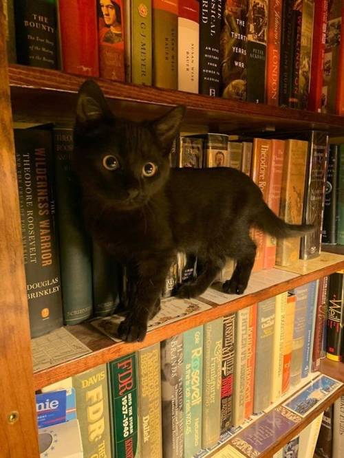 Librarian Cat Is Here To Help You Pick A Book.