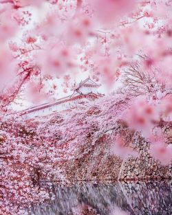 lifeisverybeautiful: Cherry Blossoms, Himeji Castle, Japan by hobopeeba