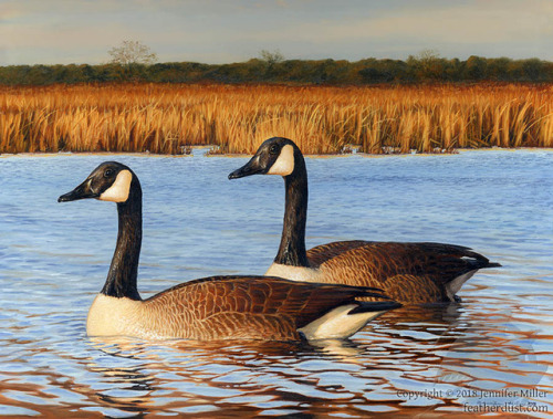  “Blackwater Geese”, Canada Geese, 9"x12" Oil on panel. Inspired by an autumn 