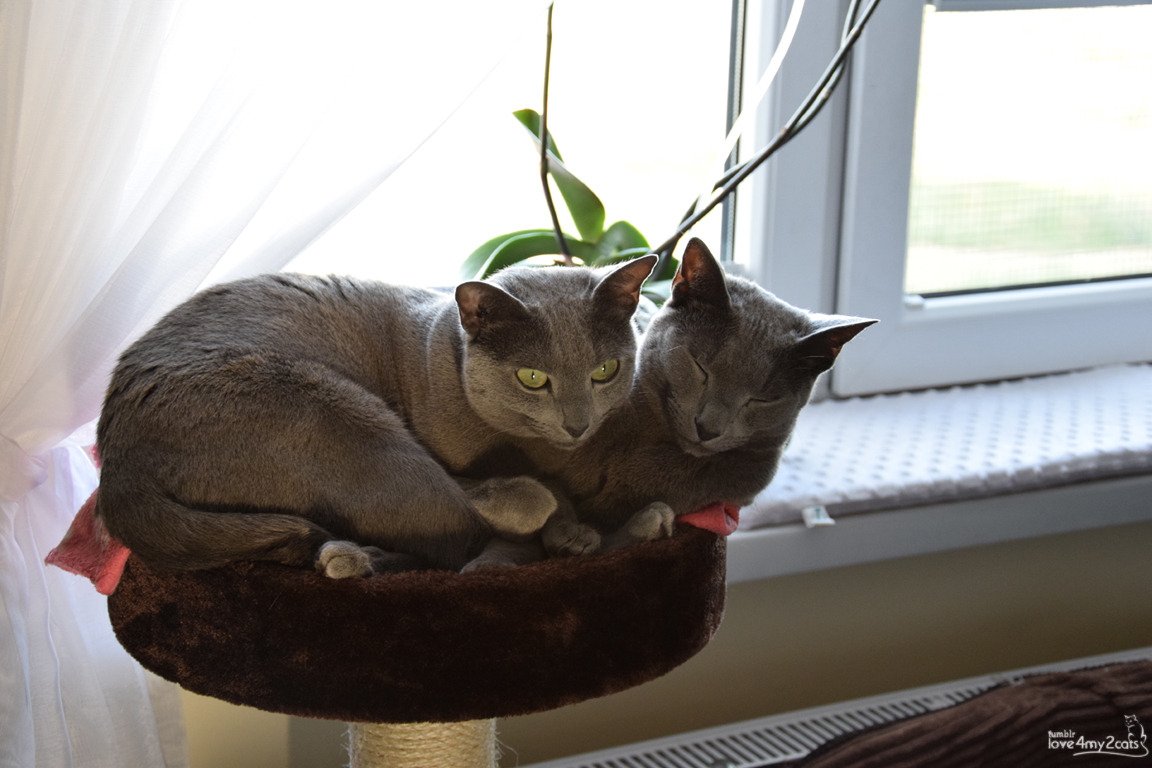 love4my2cats:  The story of one new scratcher:1. Unused 2. Unused 3. Used for scratching,