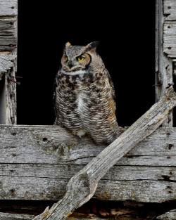 Owls. Love them.