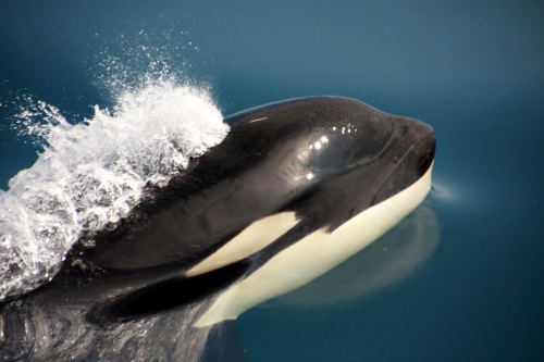 wickedbitchofthewest-coast:  thelovelyseas:Wild Orcas by Masa Nakamura  I love them.  we don’t deserve such beautiful creatures ✨