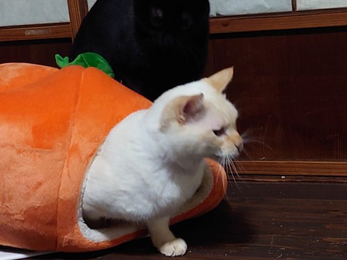 straycatj:皆しゃん　こふの　はろうぃんまじっくの　おじかんでちHey hey everyone, it’s Kofu’s Halloween Magic time!じゃあ…かぼちゃさんにのるでち？Ok…Kofu am going to sit on the pumpkin…3.2.1…Ｊせんせが出てきたでちー！せいこうでち！Wow!