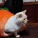 straycatj:皆しゃん　こふの　はろうぃんまじっくの　おじかんでちHey hey everyone, it’s Kofu’s Halloween Magic time!じゃあ…かぼちゃさんにのるでち？Ok…Kofu am going to sit on the pumpkin…3.2.1…Ｊせんせが出てきたでちー！せいこうでち！Wow!