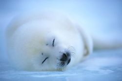 justbabyharpseals:  sleepy seals 