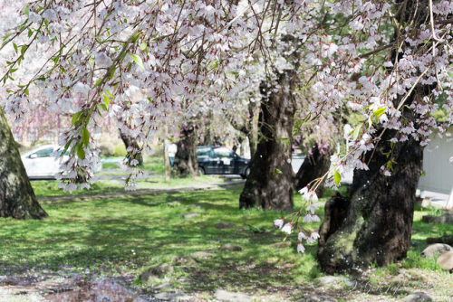 東北大学 片平キャラキャンパスの桜 by GenJapan1986 on Flickr.