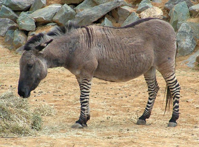 Zebroid is the name given to a hybrid between a zebra and any other equine. Exciting