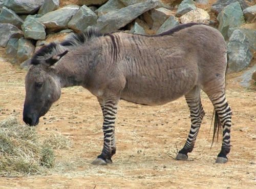 Zebroid is the name given to a hybrid between a zebra and any other equine. Exciting specific names have been given to the offspring between zebras and horses (“zorses”), donkeys (“zonkeys”, “zedonks” or “donkras&