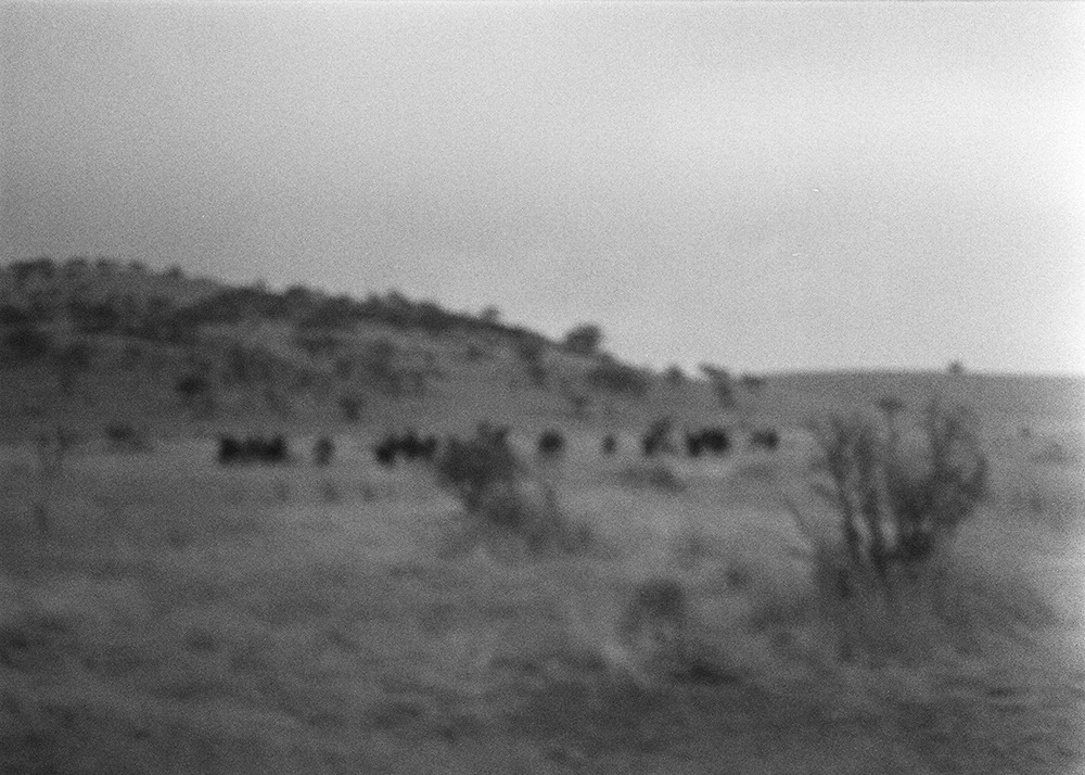 cows-cows-cows