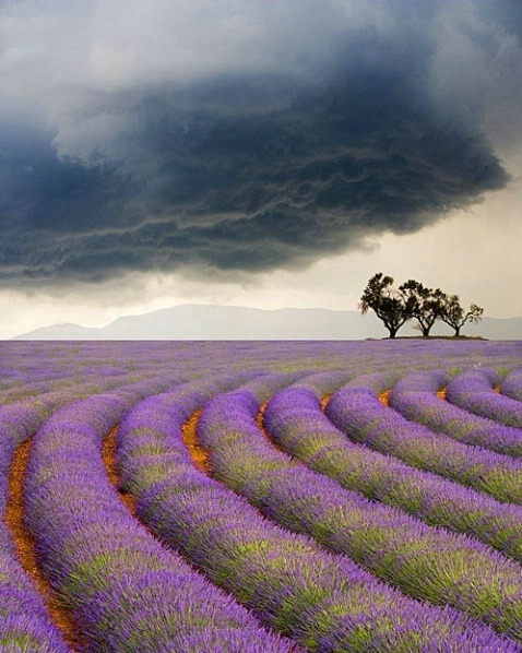 Purple haze (lavender field, Provence, France)