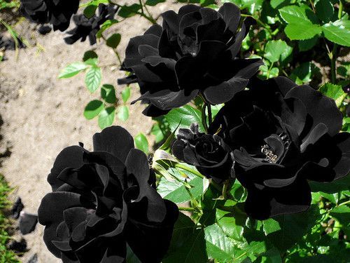 sixpenceee:  Pure black roses do exist. The roses appear to be completely black,