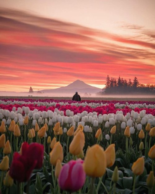 RT @ThilanWijegunar: #OurWorld #ThilanW RT @beautyofworld6: Wooden shoe tulip festival, Portland, Or