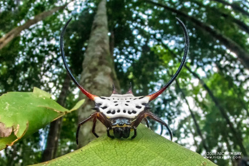 Long-horned Orb-weaver Spider (Macracantha arcuata, Araneidae)