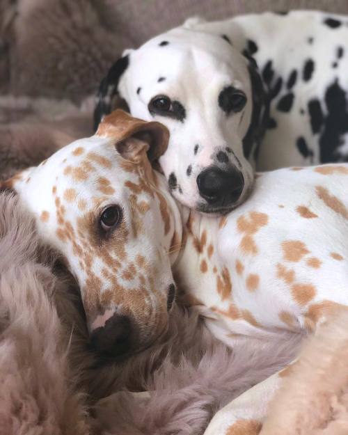 photohab:Meet Khaleesi & Django - Dalmatians from Wiesbaden, Germany