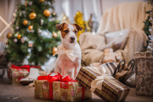 Black brown jack russell terrier