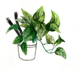 mcmintea:  Another handy house plant!  mc  ×