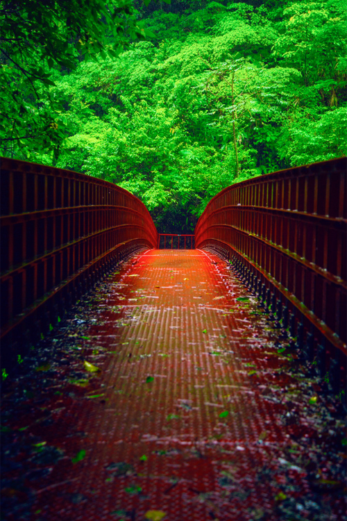 plasmatics-life:  Green & Red | (by Hanson Mao)