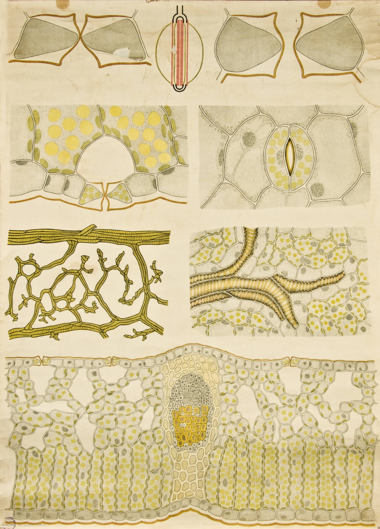 vergeten-plant:   Anatomy of plant cells 