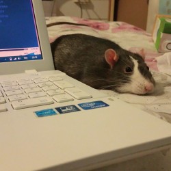 marrasmarras:  flat rat