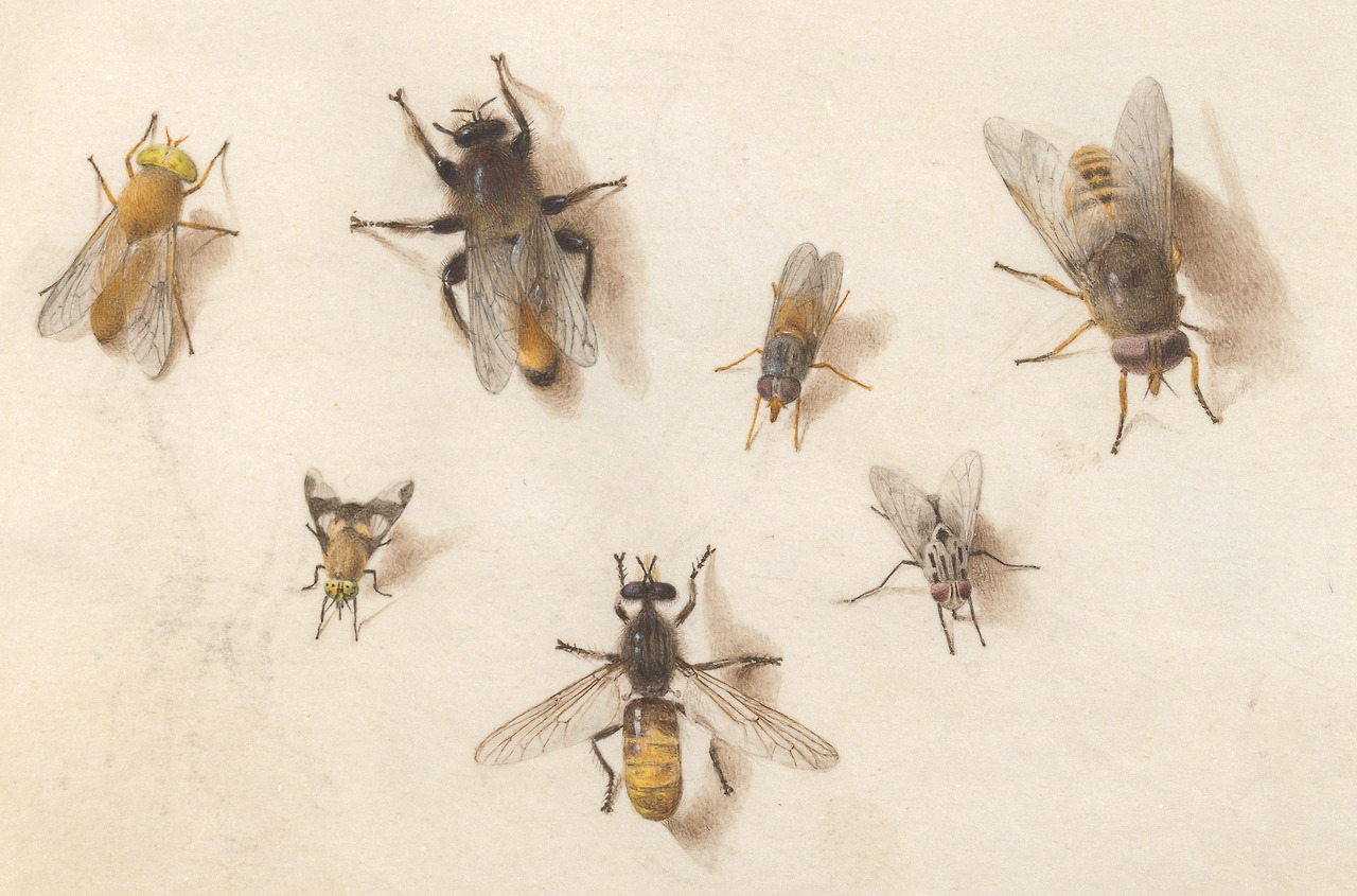 clawmarks:Joris Hoefnagel - Animalia Rationalia et Insecta (Ignis) - c. 1575-1580