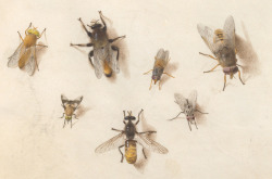 Clawmarks:joris Hoefnagel - Animalia Rationalia Et Insecta (Ignis) - C. 1575-1580