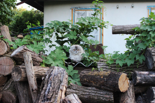 elkinei: log guard ~(=^･･^)